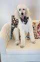 Negocio Art Of Pet Grooming