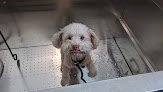 Negocio Astoria Dog Wash (self-service)