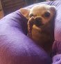 Negocio Audrey's Pet Grooming & Boarding