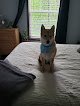Negocio Awesome Paws Professional Pet Grooming