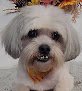 Negocio B-stylin' Pets Mobile Salon Llc.