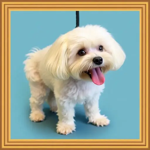 Barb's House Of Grooming
