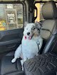 Negocio Bark A Salon For Dogs