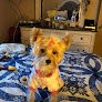 Negocio Bark Avenue Pet Salon & Boarding