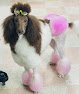 Negocio Bark Bath & Beyond Pet Grooming Shop
