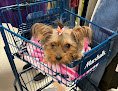 Negocio Bark Boutique And Grooming Salon