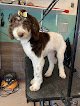 Negocio Barkin Beauties Grooming Llc