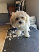 Negocio Barking Bubbles Dog Grooming