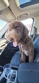 Negocio Barking Lot Groom Salon