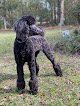 Negocio Barks N Bubbles Pooch Pawlor
