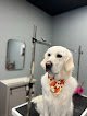 Negocio Barks N Bubbles Spa