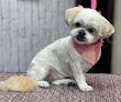 Negocio Bayou Bark Formerly Critters Spa