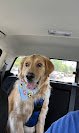 Negocio Beauxs And Belles Dog Grooming Llc