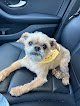 Negocio Becky's Fur Babies Dog Grooming Salon