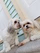 Negocio Bel Air Pet Care