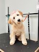 Negocio Bella And Bow's Pet Salon North Mobile