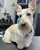 Negocio Bella's Pawsh Parlour