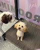 Negocio Bellevue Pampered Pet Spa