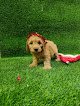 Negocio Best Friend Pet Shop