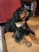 Negocio Best In Show Professional Pet Grooming