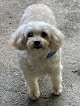 Negocio Beth's Beauty's Pet Grooming