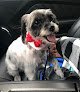 Negocio Bev's Dog Grooming