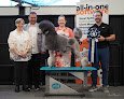 Negocio Big 'n Small Pet Grooming, Llc
