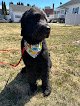 Negocio Bitofur Pet Salon