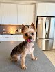 Negocio Blondies Mobile Pet Spa