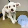 Negocio Blue Ribbon Pet Styling
