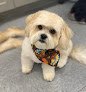 Negocio Bone-ita Pet Styling