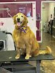 Negocio Bow Wow Dog Grooming