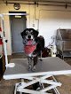 Negocio Bow Wow Dog Grooming