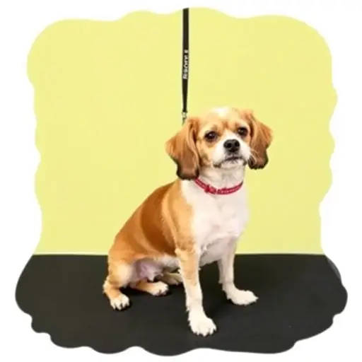 Bow Wow Dog Grooming