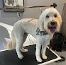 Negocio Bow Wow Pet Grooming Llc