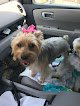 Negocio Bows & Bandannas Dog Grooming And The Barktique