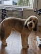 Negocio Bright Eyed & Bushy Tailed Grooming