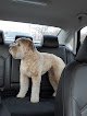 Negocio Broad Ripple Canine Design