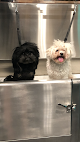 Negocio Brooklyn Paw House