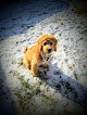 Negocio Brookview Pet Grooming