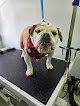 Negocio Bubbles And Bows Dog Grooming