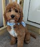Negocio Bubbles' Grooming Parlor And Mobile