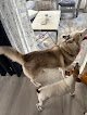 Negocio Bubbles & More Professional Mobile Dog Grooming