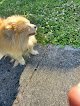 Negocio Bubbles To Bows Mobile Pet Grooming Inc