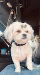 Negocio Buckaroos 360 Dog Grooming