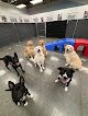 Negocio Buddies: Pet Daycare, Boarding And Grooming