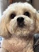 Negocio Buttons & Bows Dog Grooming