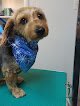 Negocio Cajun Canine Pet Grooming & Boarding