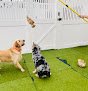 Negocio Camp Bow Wow West Mobile