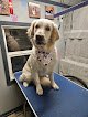 Negocio Candy Paws Pooch Parlor
